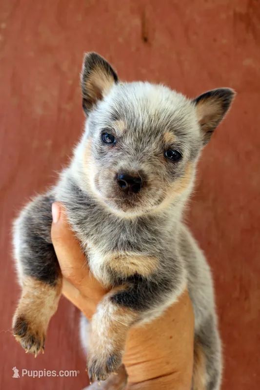 Nancy AKC Blue Female – Australian Cattle Dog puppy for sale in Ash Fork, AZ