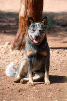 Neal AKC Blue Male, a female Australian Cattle Dog for sale in Ash Fork, AZ – 3 of 3