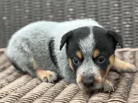 Soot, a male Australian Cattle Dog for sale in Ash Fork, AZ – 2 of 6
