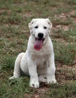 Nargul - TEXT FOR INFO (Wont respond to messages here), a male Central Asian Shepherd for sale in Ash Fork, AZ – 3 of 9