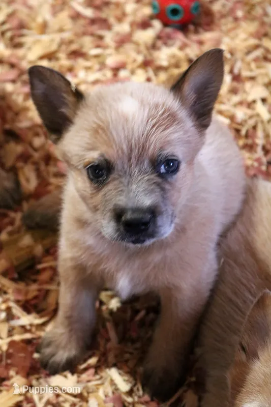 Noelle AKC Red Female – Australian Cattle Dog puppy for sale in Ash Fork, AZ