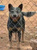 Kippy, a male Australian Cattle Dog for sale in Ash Fork, AZ – 3 of 3