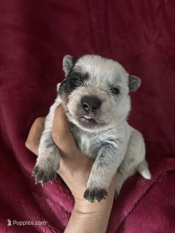 Kippy – Australian Cattle Dog puppy for sale in Ash Fork, AZ