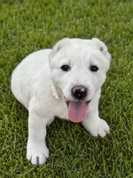 Nargul, a male Central Asian Shepherd for sale in Ash Fork, AZ – 1 of 6