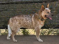 AKC Cinder - TEXT FOR INFO (Wont respond to messages here), a male Australian Cattle Dog for sale in Ash Fork, AZ – 2 of 2
