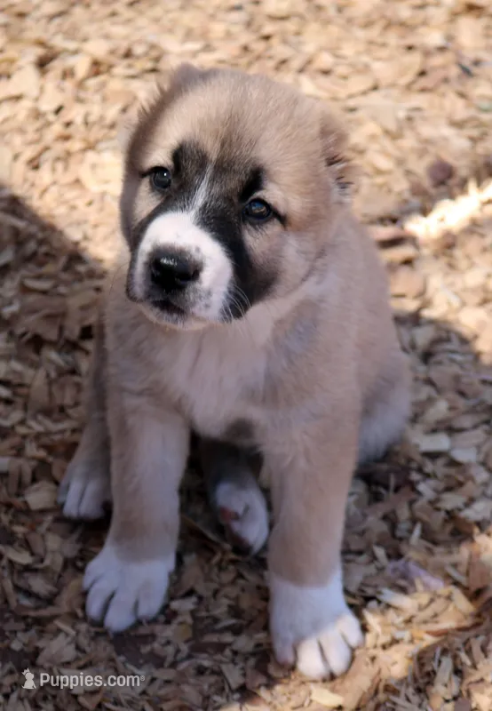 Olga – Central Asian Shepherd puppy for sale in Ash Fork, AZ