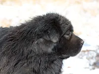 Tobias - TEXT FOR INFO (Wont respond to messages here), a male Tibetan Mastiff for sale in Ash Fork, AZ – 5 of 6