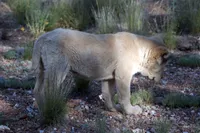 Kama, a female Central Asian Shepherd for sale in Ash Fork, AZ – 4 of 10