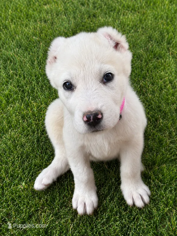 Naomi – Central Asian Shepherd puppy for sale in Ash Fork, AZ