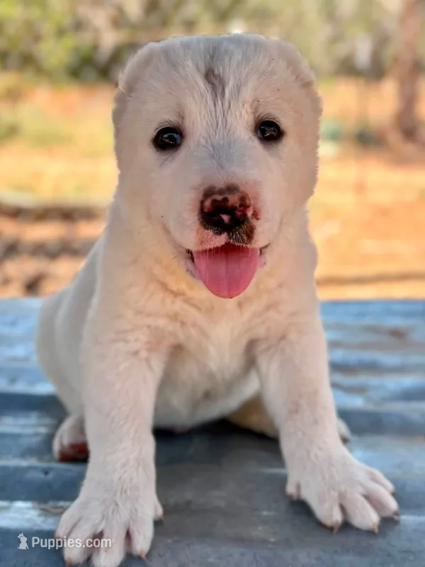 Nargul – Central Asian Shepherd puppy for sale in Ash Fork, AZ