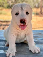 Nargul, a male Central Asian Shepherd for sale in Ash Fork, AZ – 2 of 6