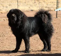 Tobias - TEXT FOR INFO (Wont respond to messages here), a male Tibetan Mastiff for sale in Ash Fork, AZ – 4 of 6