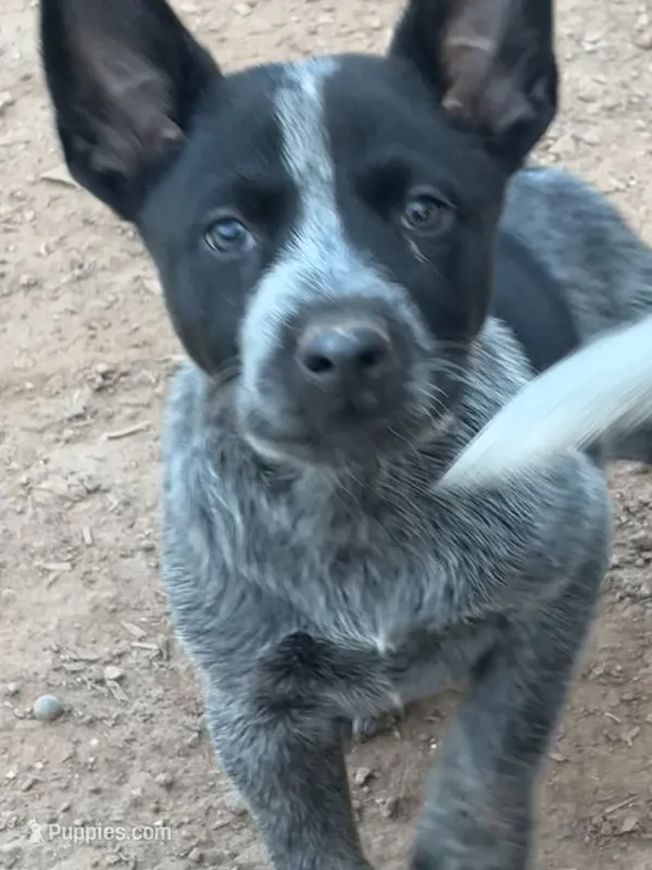 Spark – Australian Cattle Dog puppy for sale in Ash Fork, AZ