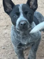 AKC Spark - TEXT FOR INFO (Wont respond to messages here), a female Australian Cattle Dog for sale in Ash Fork, AZ – 1 of 8
