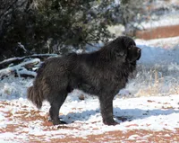 Tobias - TEXT FOR INFO (Wont respond to messages here), a male Tibetan Mastiff for sale in Ash Fork, AZ – 3 of 6