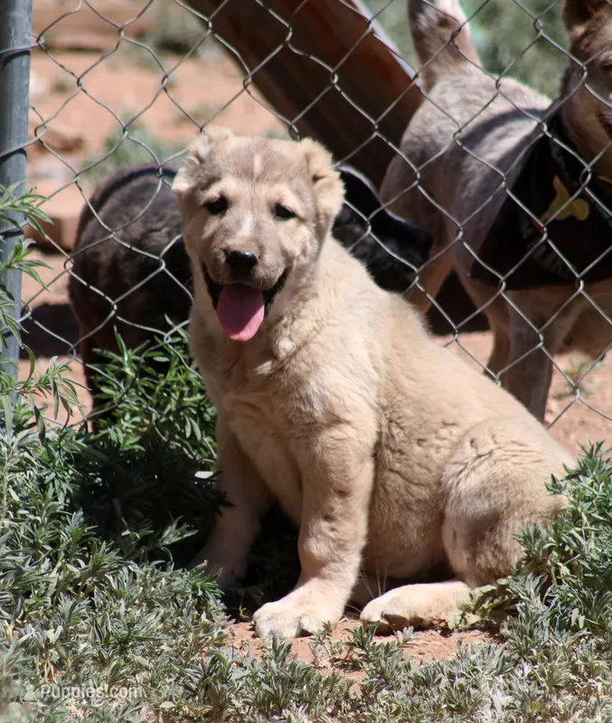 Kabir – Central Asian Shepherd puppy for sale in Ash Fork, AZ