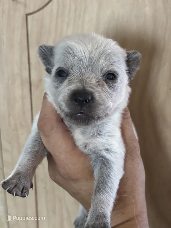 Levi – Australian Cattle Dog puppy for sale in Ash Fork, AZ
