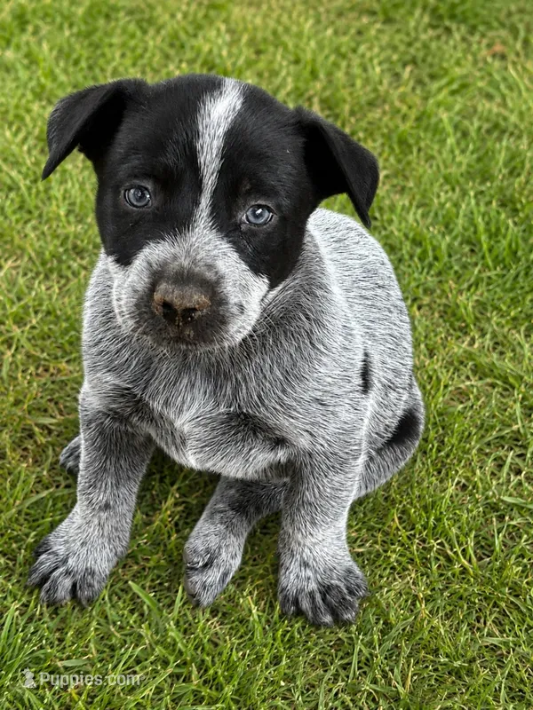 Coal – Australian Cattle Dog puppy for sale in Ash Fork, AZ