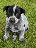 Coal, a male Australian Cattle Dog for sale in Ash Fork, AZ – 1 of 6