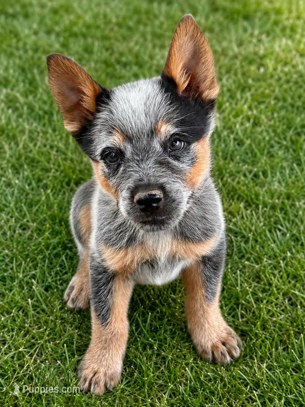 Liam – Australian Cattle Dog puppy for sale in Ash Fork, AZ