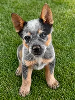 Liam, a male Australian Cattle Dog for sale in Ash Fork, AZ – 1 of 4