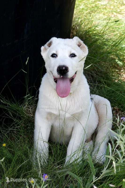 Nargul – Central Asian Shepherd puppy for sale in Ash Fork, AZ