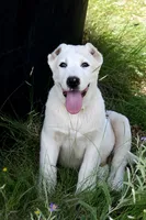 Nargul - TEXT FOR INFO (Wont respond to messages here), a male Central Asian Shepherd for sale in Ash Fork, AZ – 1 of 9