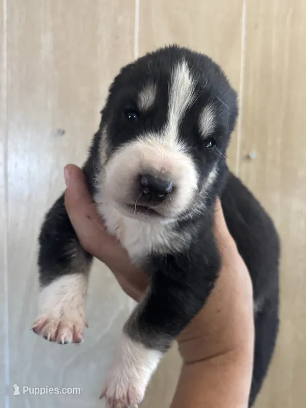 Nocht – Central Asian Shepherd puppy for sale in Ash Fork, AZ