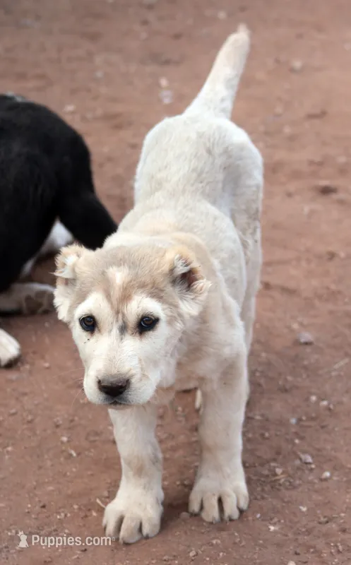 Kama – Central Asian Shepherd puppy for sale in Ash Fork, AZ