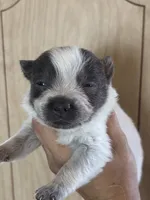 Lorne, a male Australian Cattle Dog for sale in Ash Fork, AZ – 1 of 1