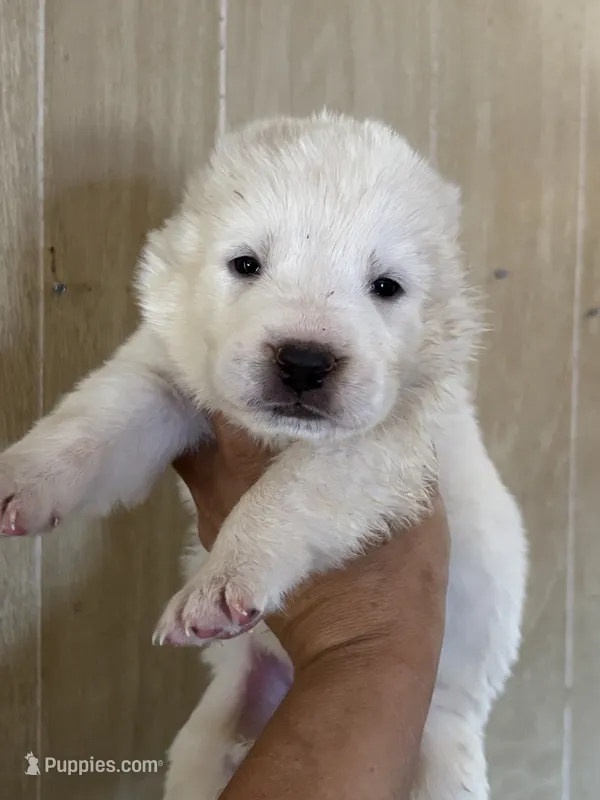 Nauz – Central Asian Shepherd puppy for sale in Ash Fork, AZ