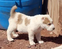 Jaur, a male Central Asian Shepherd for sale in Ash Fork, AZ – Photo 4 of 10