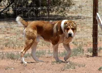 Janar, a male Central Asian Shepherd for sale in Ash Fork, AZ – Photo 6 of 8