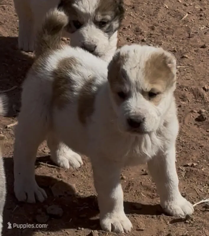Janar – Central Asian Shepherd puppy for sale in Ash Fork, AZ
