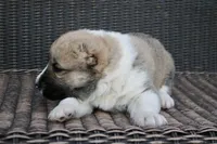 Janar, a male Central Asian Shepherd for sale in Ash Fork, AZ – Photo 3 of 8