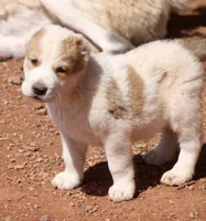 Jaur, a male Central Asian Shepherd for sale in Ash Fork, AZ – Photo 5 of 10