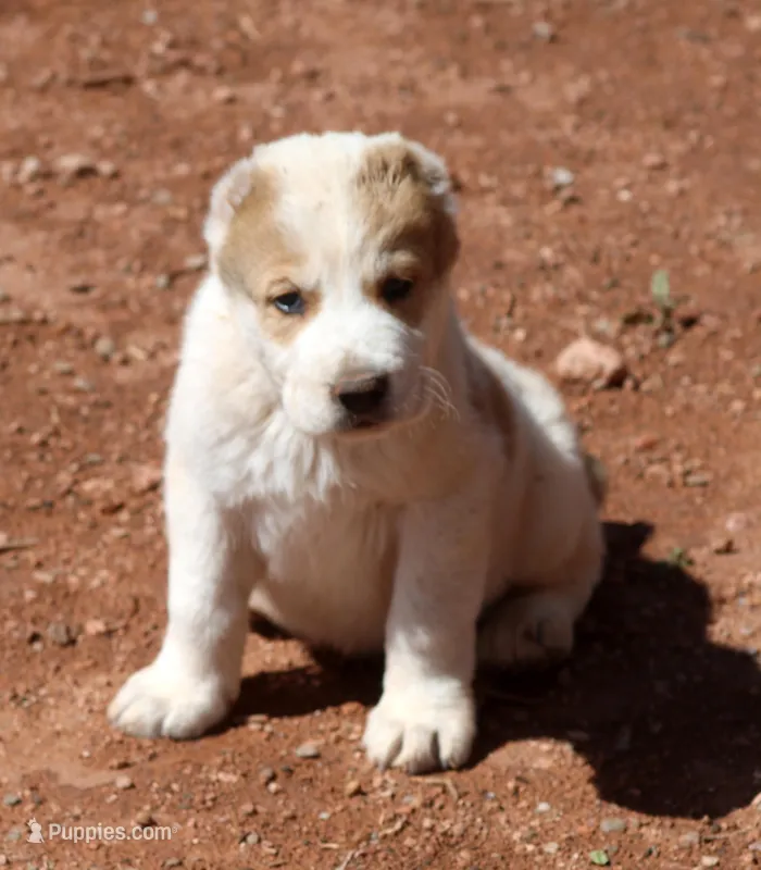 Janar – Central Asian Shepherd puppy for sale in Ash Fork, AZ