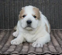 Jaur, a male Central Asian Shepherd for sale in Ash Fork, AZ – Photo 6 of 10