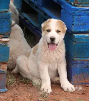 Jaur, a male Central Asian Shepherd for sale in Ash Fork, AZ – Photo 1 of 10