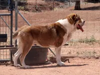 Janar, a male Central Asian Shepherd for sale in Ash Fork, AZ – Photo 7 of 8
