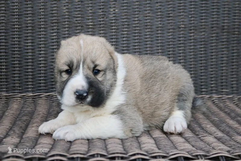 Janar – Central Asian Shepherd puppy for sale in Ash Fork, AZ