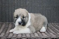 Janar, a male Central Asian Shepherd for sale in Ash Fork, AZ – Photo 1 of 8