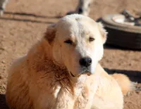 Janar, a male Central Asian Shepherd for sale in Ash Fork, AZ – Photo 4 of 8