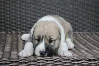 Janar, a male Central Asian Shepherd for sale in Ash Fork, AZ – Photo 2 of 8