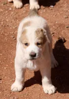 Jaur, a male Central Asian Shepherd for sale in Ash Fork, AZ – Photo 3 of 10