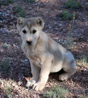 Kama, a female Central Asian Shepherd for sale in Ash Fork, AZ – 3 of 10