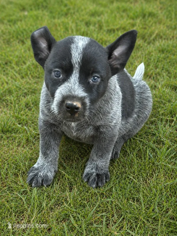 Spark – Australian Cattle Dog puppy for sale in Ash Fork, AZ