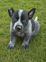 Spark, a female Australian Cattle Dog for sale in Ash Fork, AZ – 1 of 6