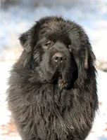 Tobias - TEXT FOR INFO (Wont respond to messages here), a male Tibetan Mastiff for sale in Ash Fork, AZ – 6 of 6