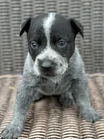 Coal, a male Australian Cattle Dog for sale in Ash Fork, AZ – 2 of 6
